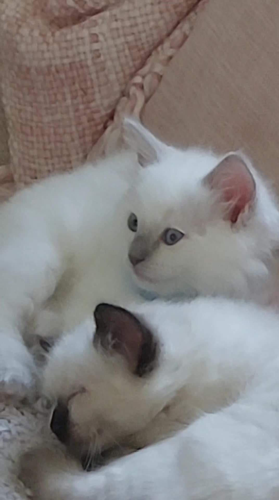 Ragdoll cats for sale: 5 beautiful ragdoll kittens ready to leave now - Video 1