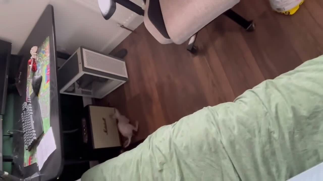 Sphynx cats for sale: Very loving and purring sphynx girl   - Video 2