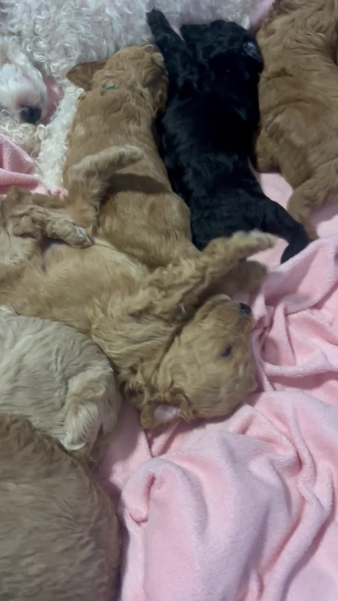 Toy Poodle dogs for sale: Toy poodle puppies *Ready for  ** * - Video 1