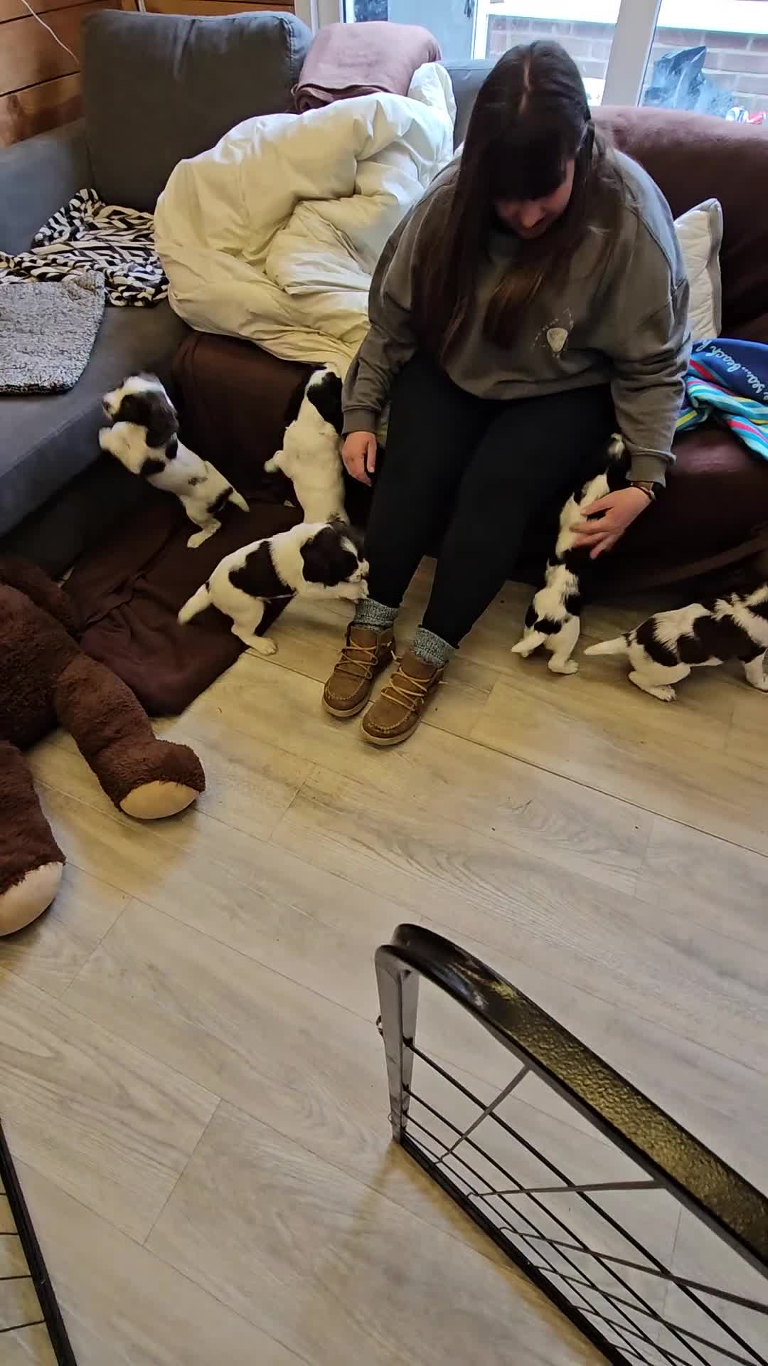 English Springer Spaniel dogs for sale: 5 springer spaniel puppies with docked tails in Axminster - Video 1