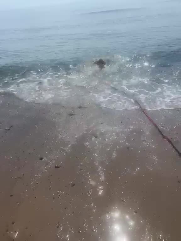 Cocker Spaniel dogs for sale: Kc registered cocker spaniel puppies  - Video 4