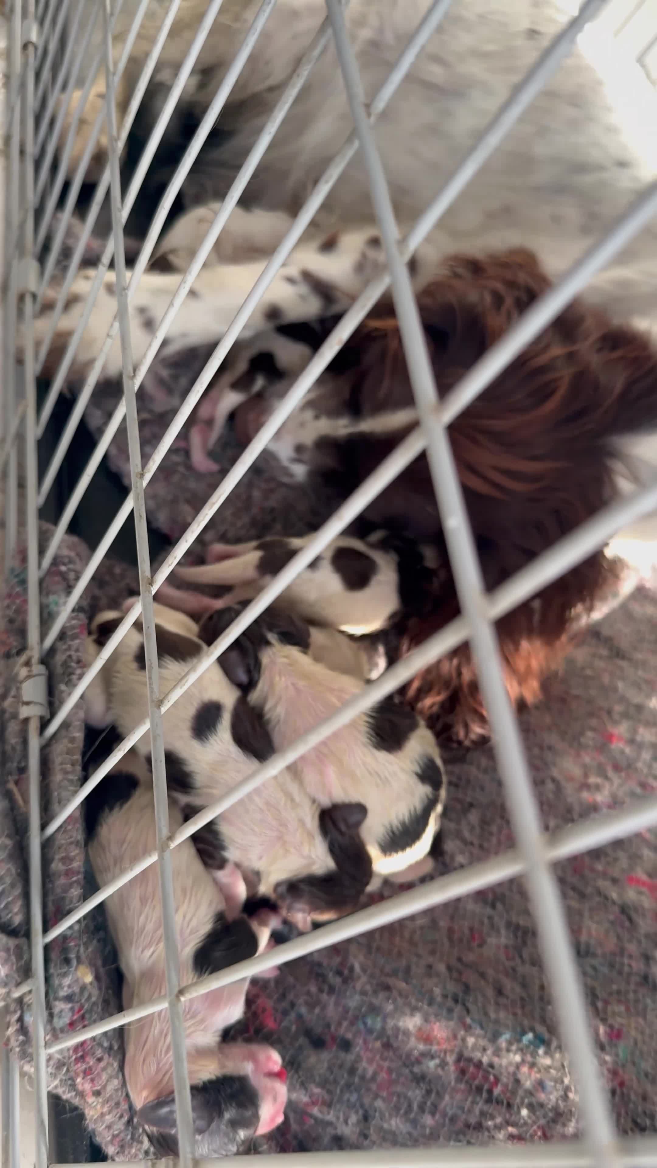 English Springer Spaniel dogs for sale: Beautiful Springer Spaniel working line - Video 1