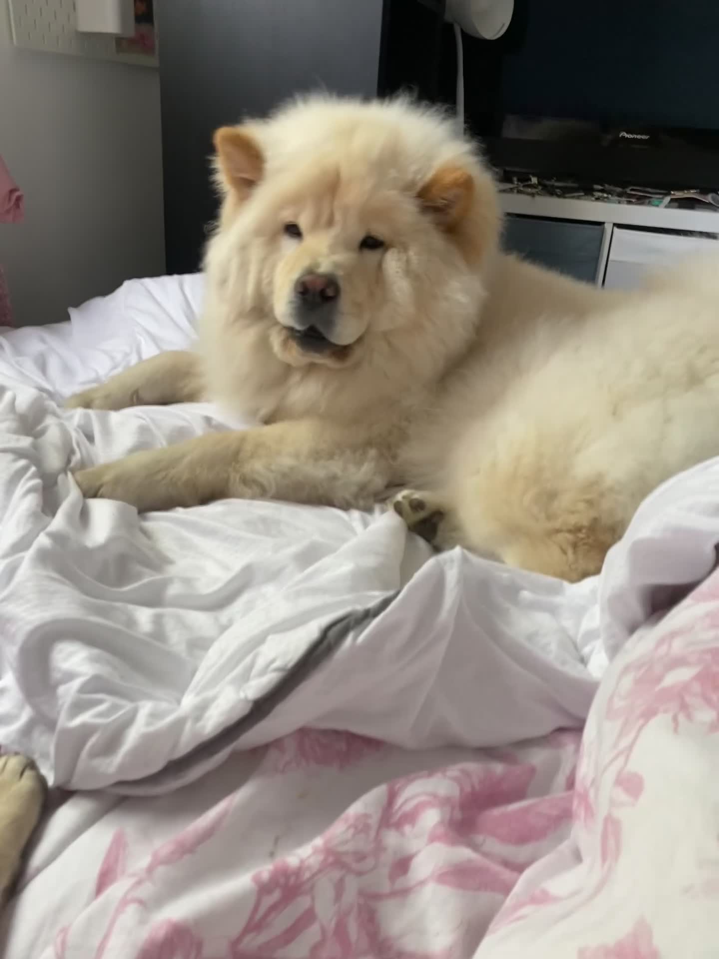Chow Chow dogs for sale: Chow chow girl in London - Video 1