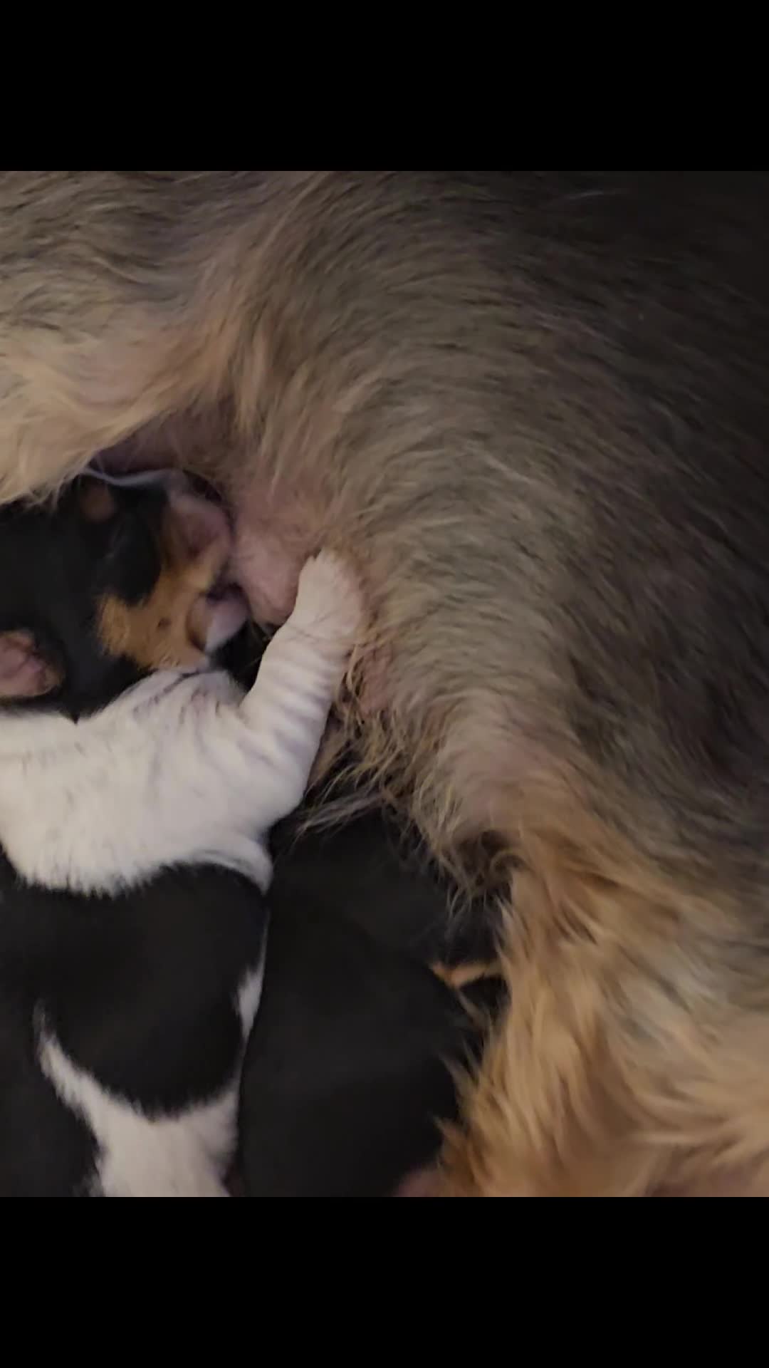 Yorkshire Terrier dogs for sale: Yorki baby - Video 1