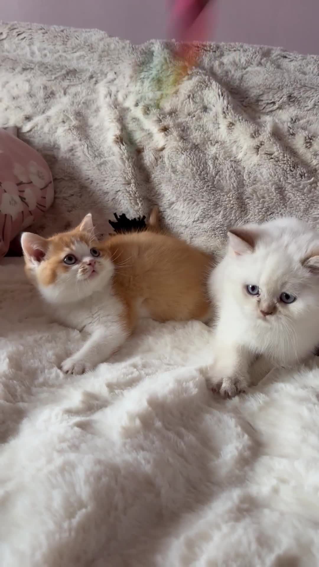 British Shorthair cats for sale: Quality British Shorthair kittens  - Video 3