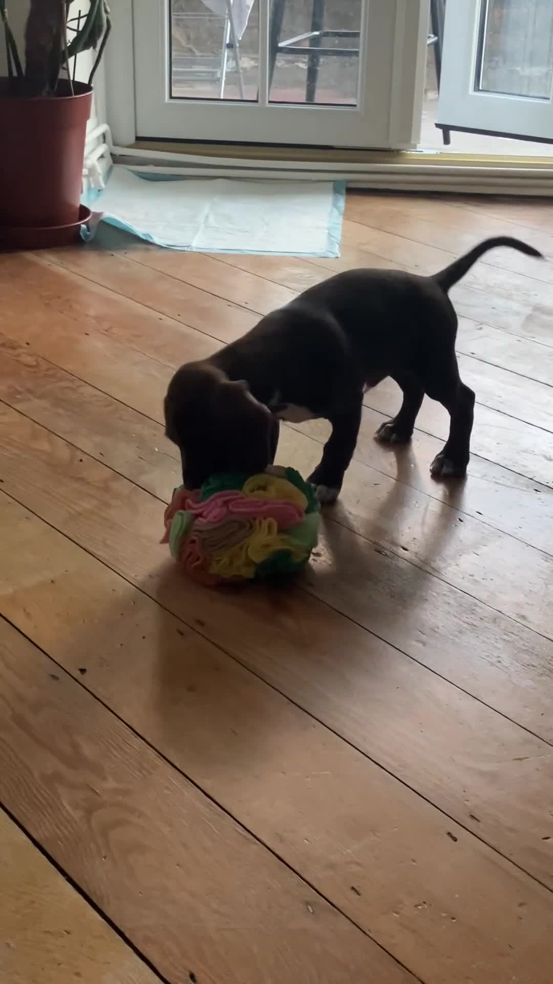 Bocker dogs for sale: 🐶 Cocker Spaniel x Beagle (Bocker) Puppy 🐶 - Video 2