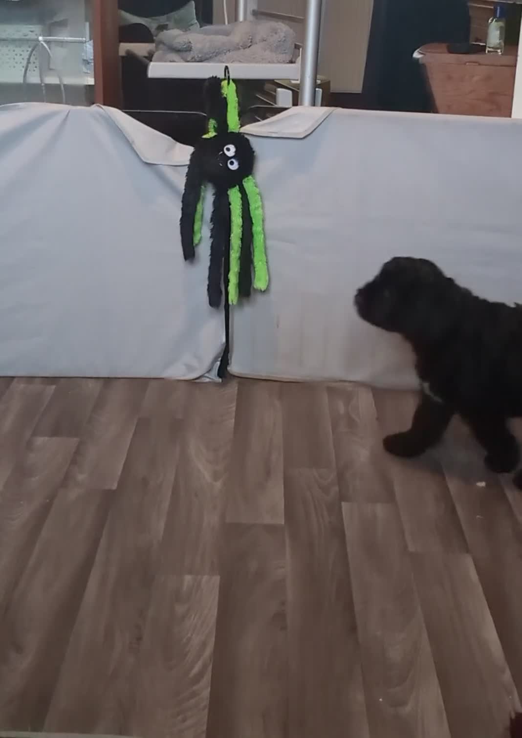 Sheepadoodle dogs for sale: (last girl) ❤️ F1 OES x Standard POODLE - Video 2