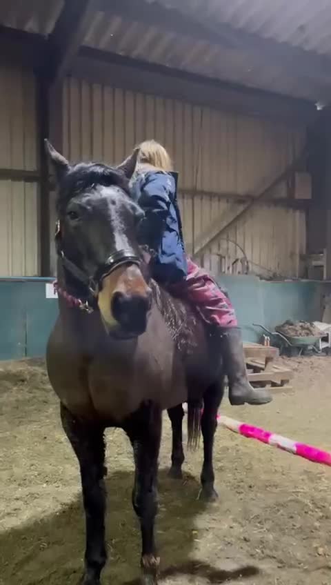 Connemara horses for sale: Confidence giver - Video 3