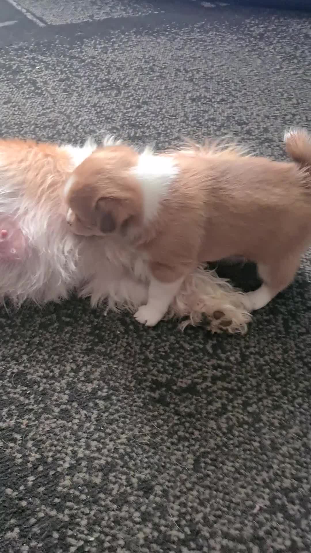 Mixed Breed dogs for sale: Pomchi x shih-tzu/ chihuahua  - Video 2