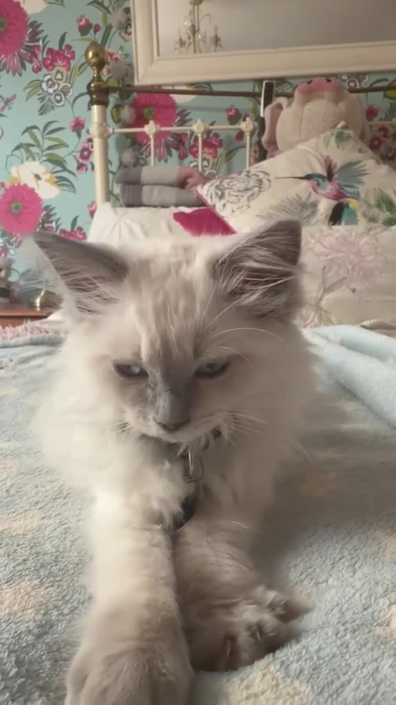Ragdoll cats for sale: Blue point female ragdoll, ready now  - Video 1