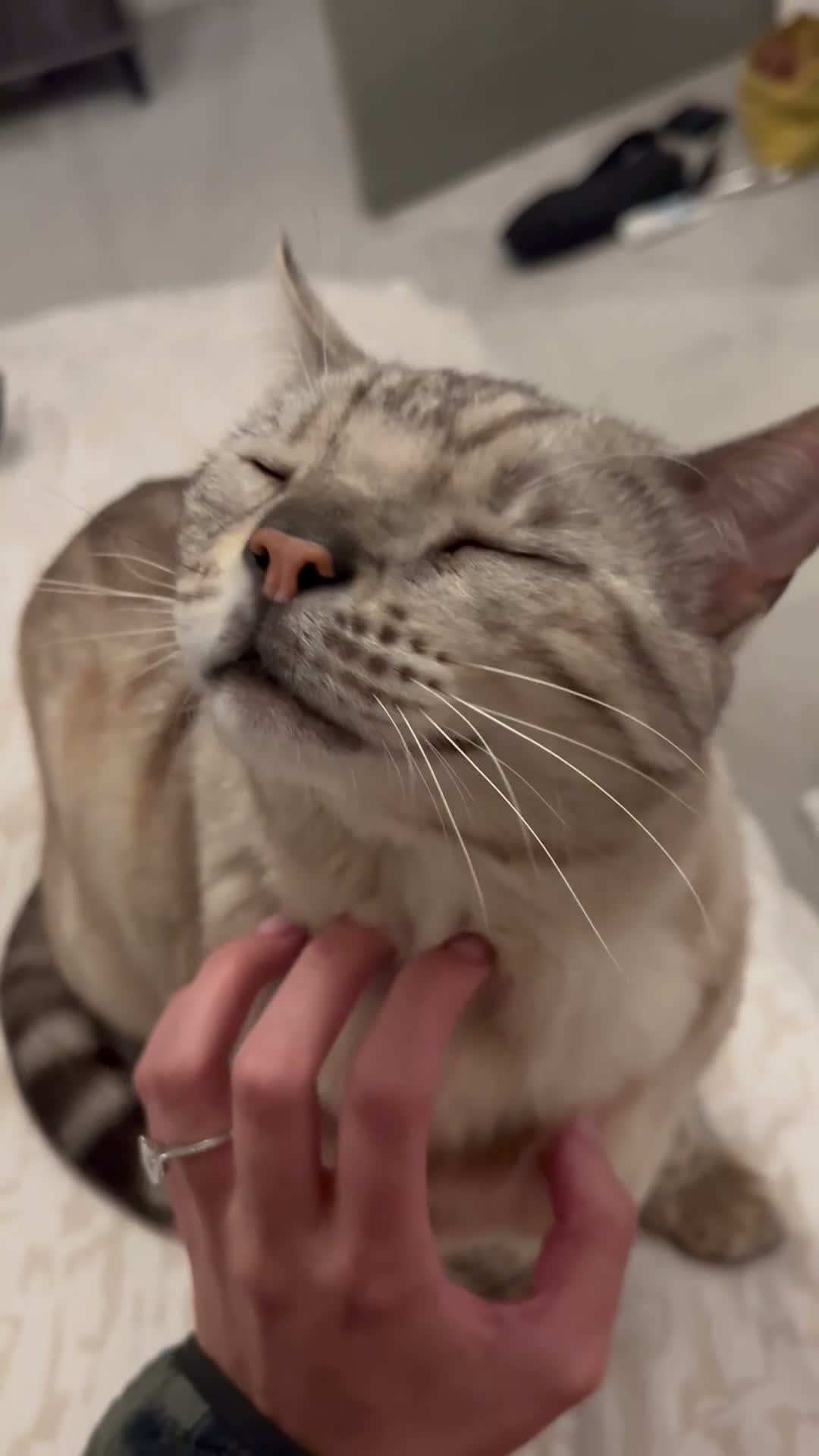 Bengal cats for sale: Otis - 6 year old snow bengal  in Southampton - Video 1