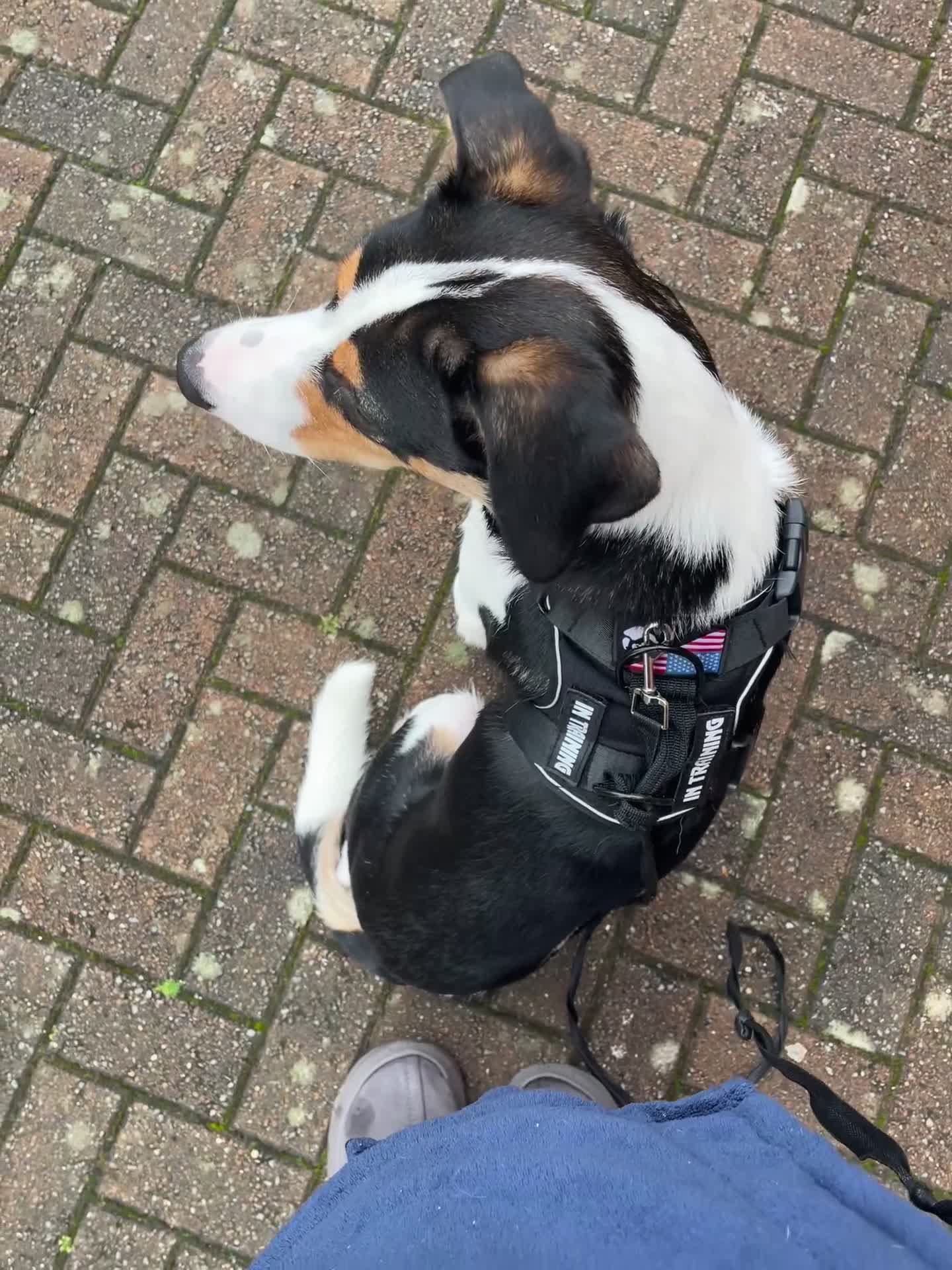 Mixed Breed dogs for sale: 8 month old male  - Video 1