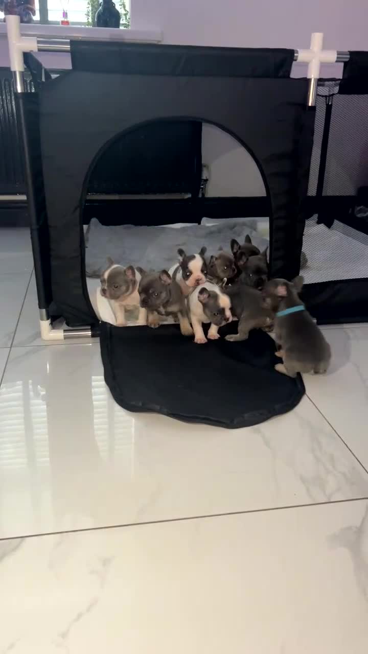 French Bulldog dogs for sale: French bulldogs  - Video 1