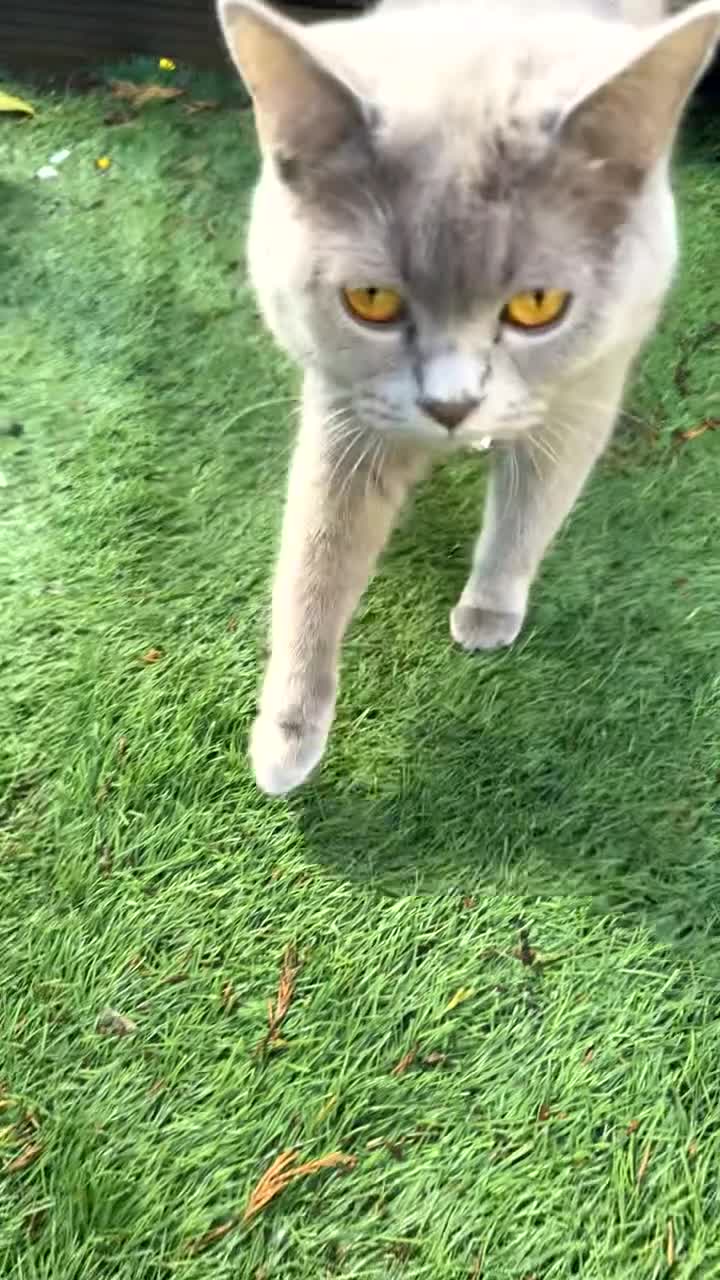 British Shorthair cats for sale: Beautiful Lilac & Black British shorthair kittens - Video 2