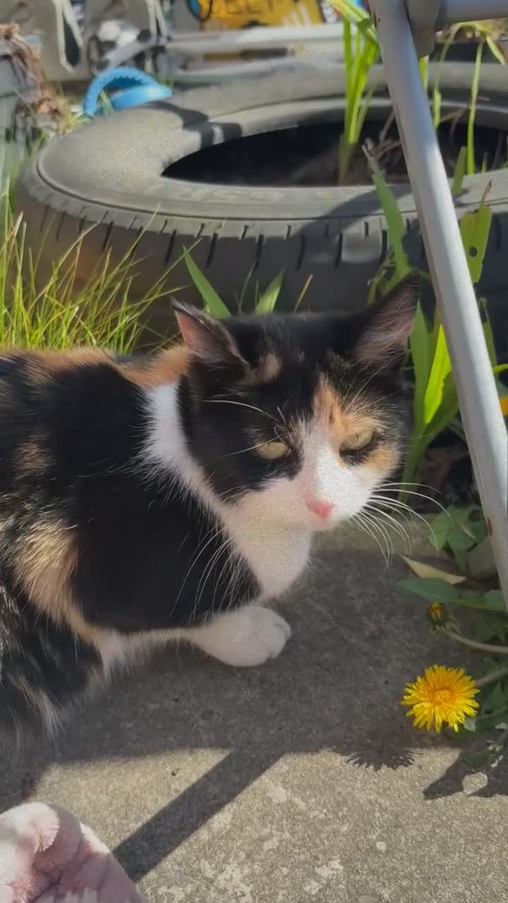 Mixed Breed cats for sale: Lovely Family Cat in Liverpool - Video 1