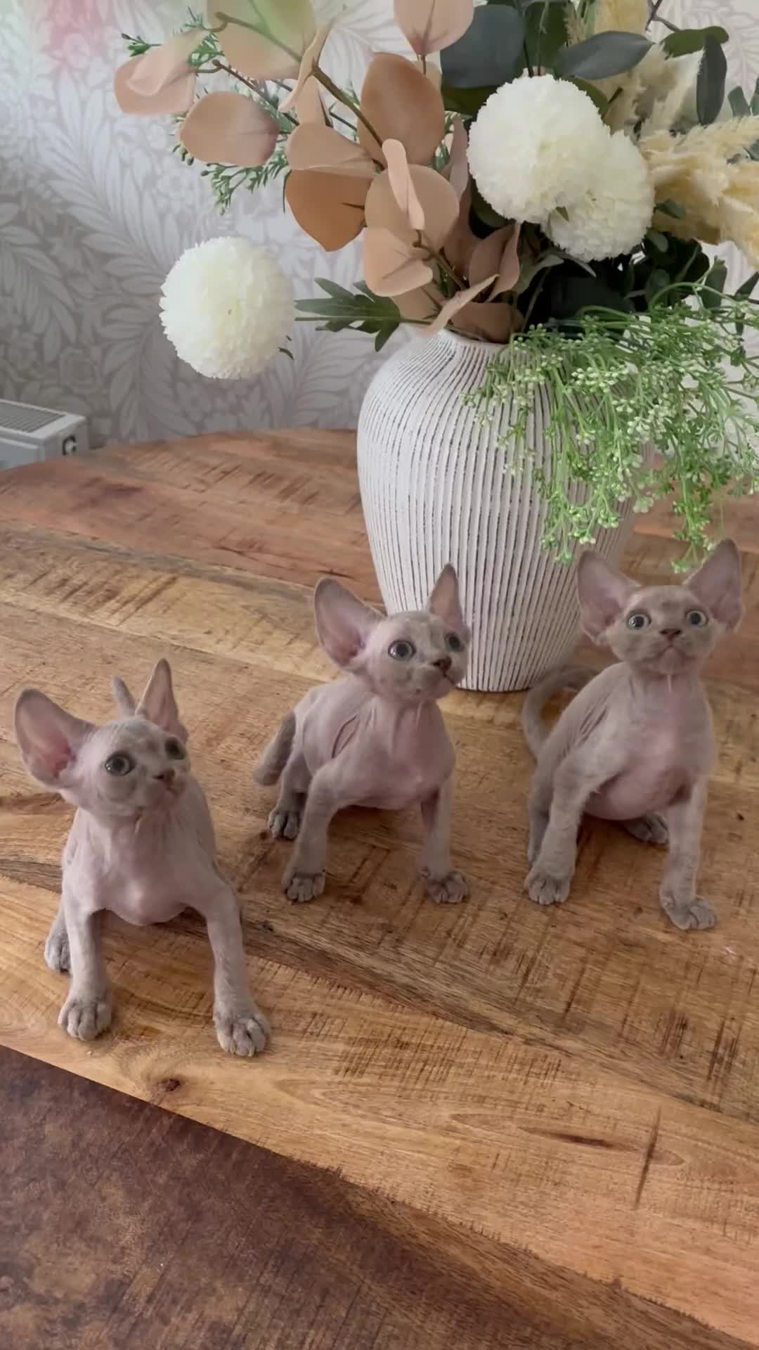 Devon Rex cats for sale: TICA Registered- Lilac Devon Rex Kittens - Video 1