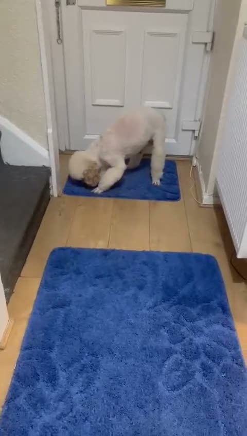 Cockapoo dogs for sale: F1 cockapoo puppies  - Video 1