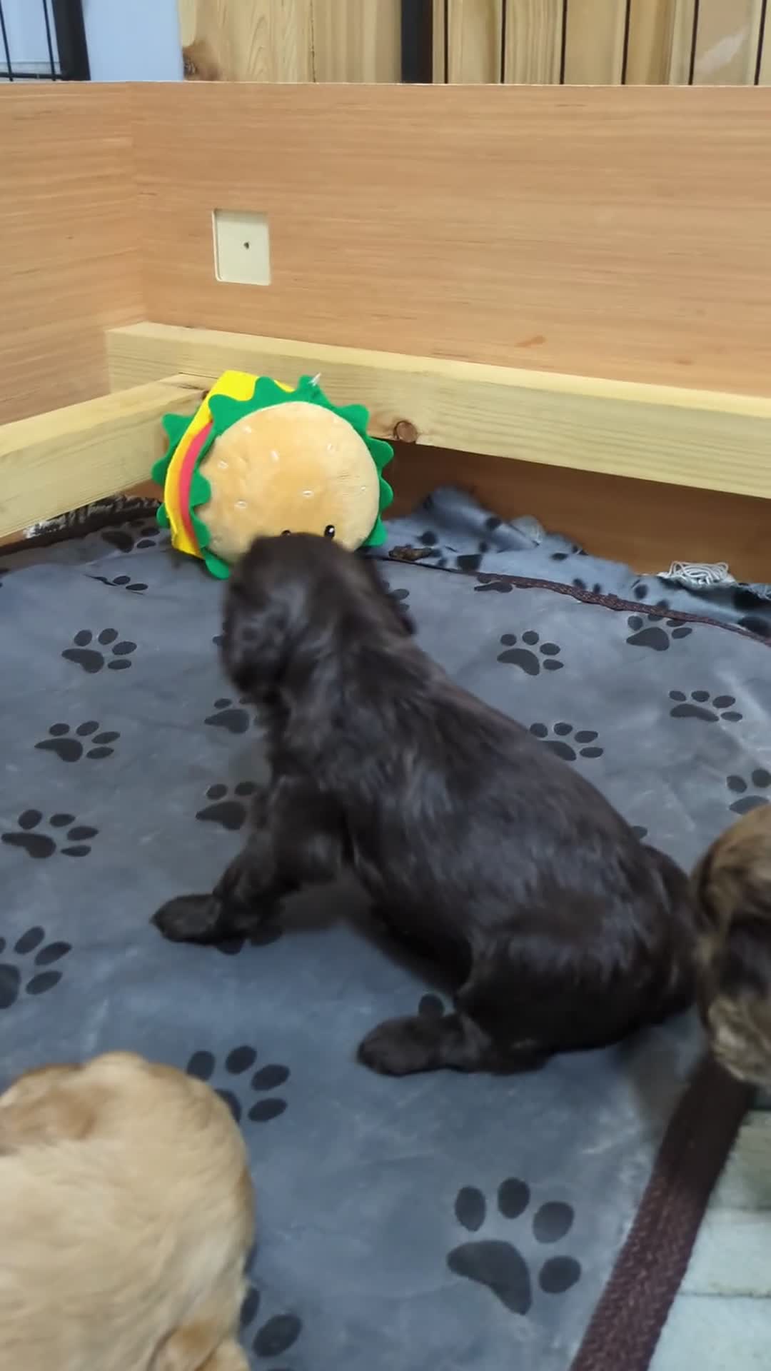 Cockapoo dogs for sale: STUNNING F1 COCKAPOO PUPPIES 2 FEMALES LEFT - Video 1