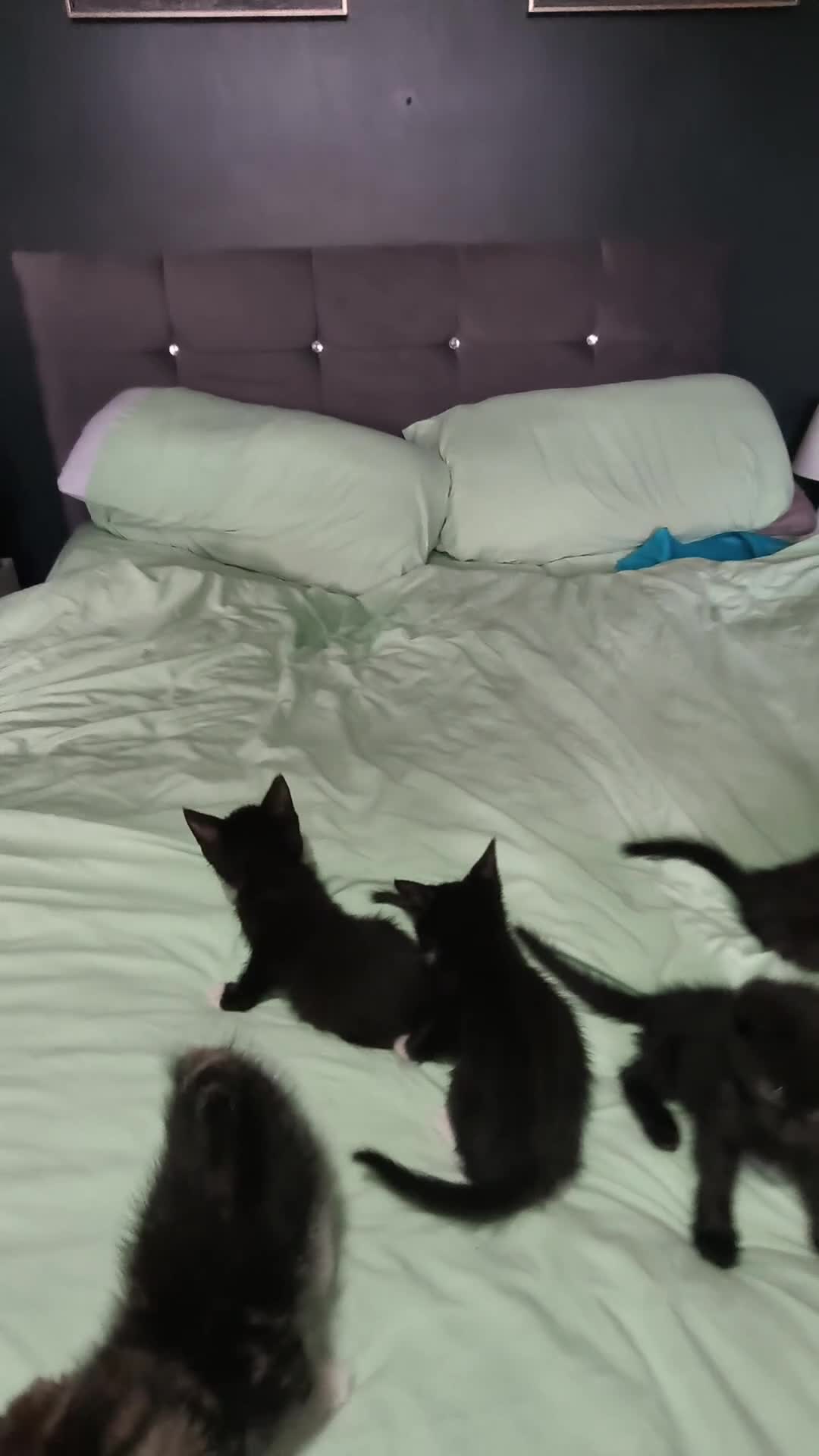 Mixed Breed cats for sale: Beautiful kittens £80 each - Video 1