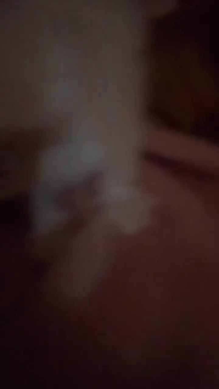 Persian cats for sale:  ꨁ 🍃Exotic doll face Persian ☆  Persian KITTENS - Video 2