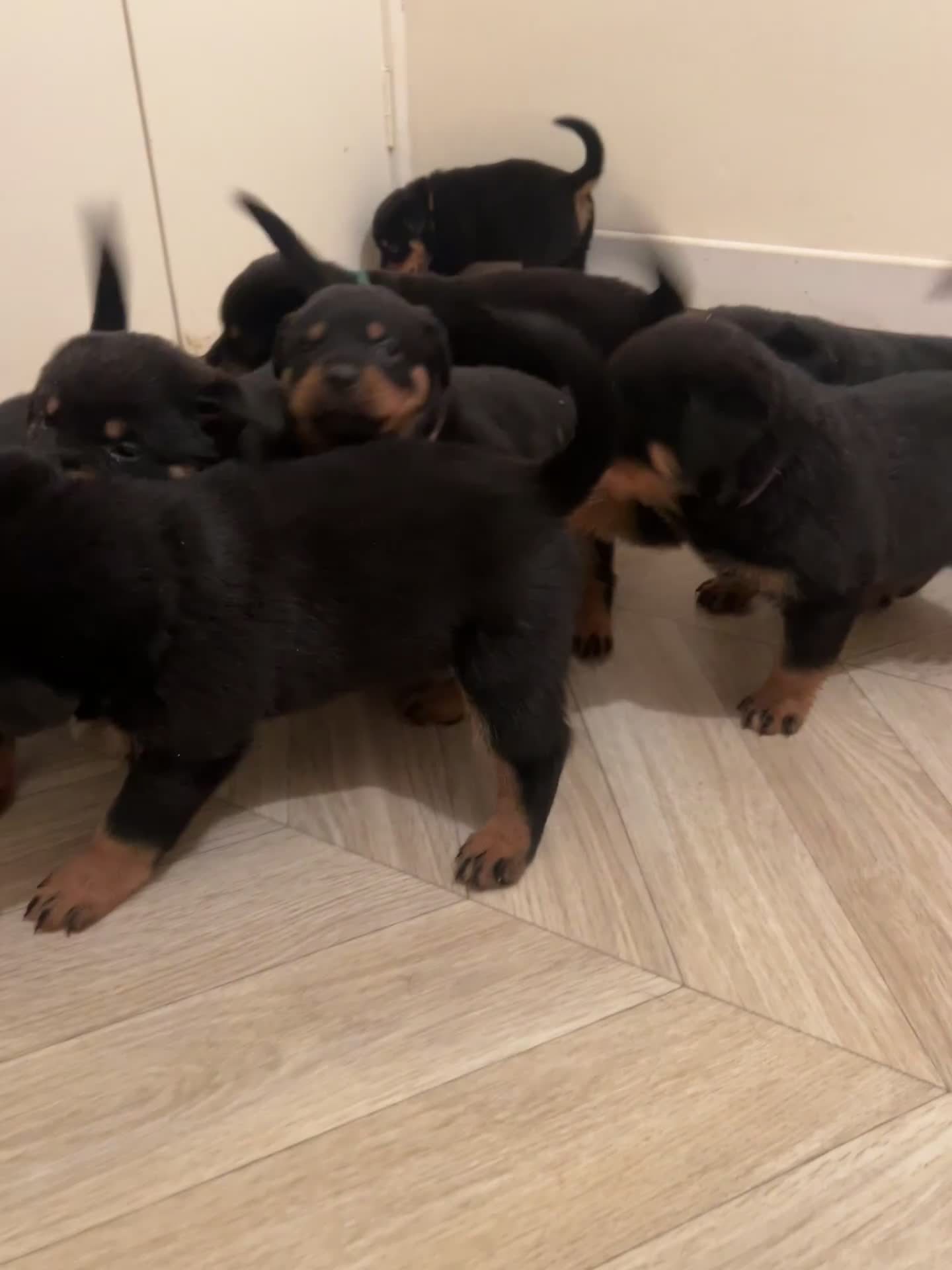 Rottweiler dogs for sale: Beautiful Rottweiler pups  - Video 3