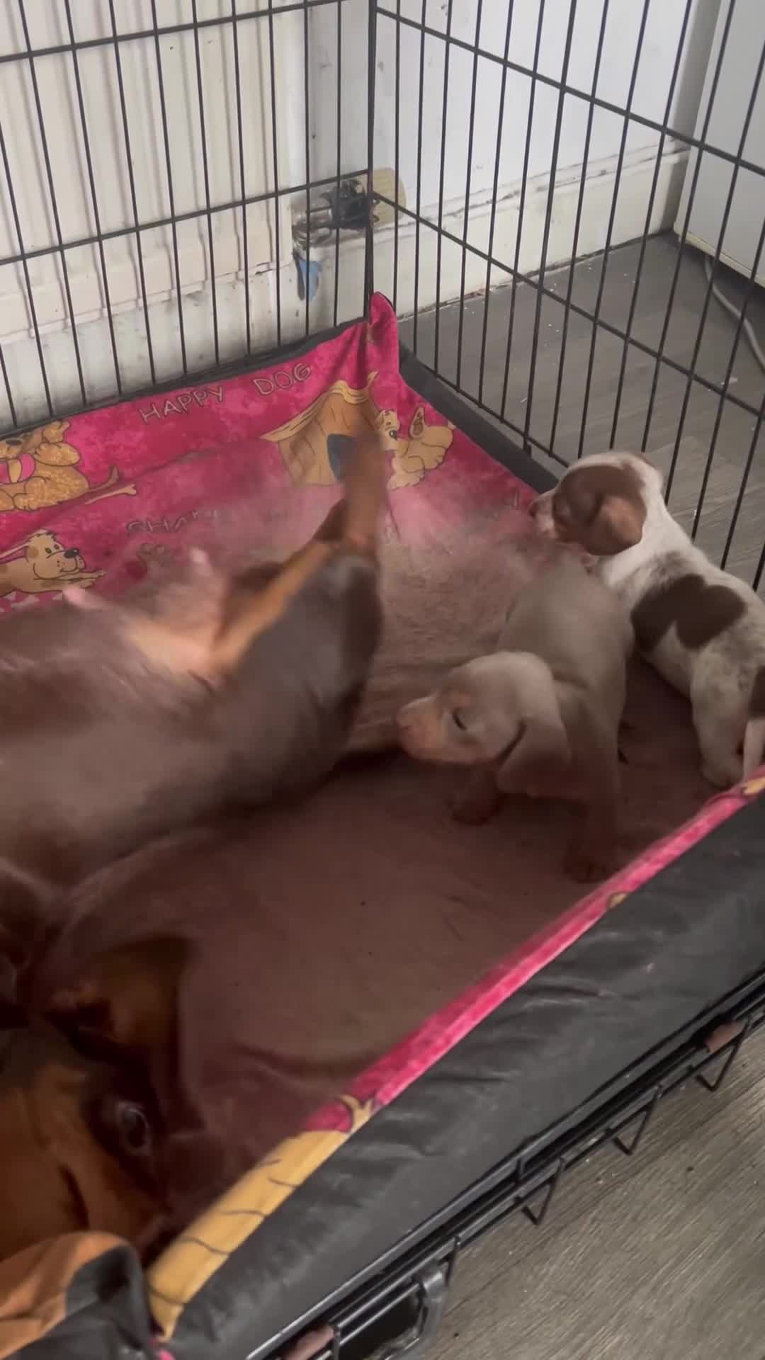 Miniature Dachshund dogs for sale: Miniature dachshund girls - Video 1