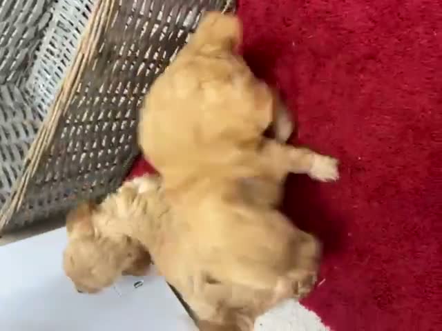 Cockapoo dogs for sale: Exceptional Cockapoo Puppies available - Video 1