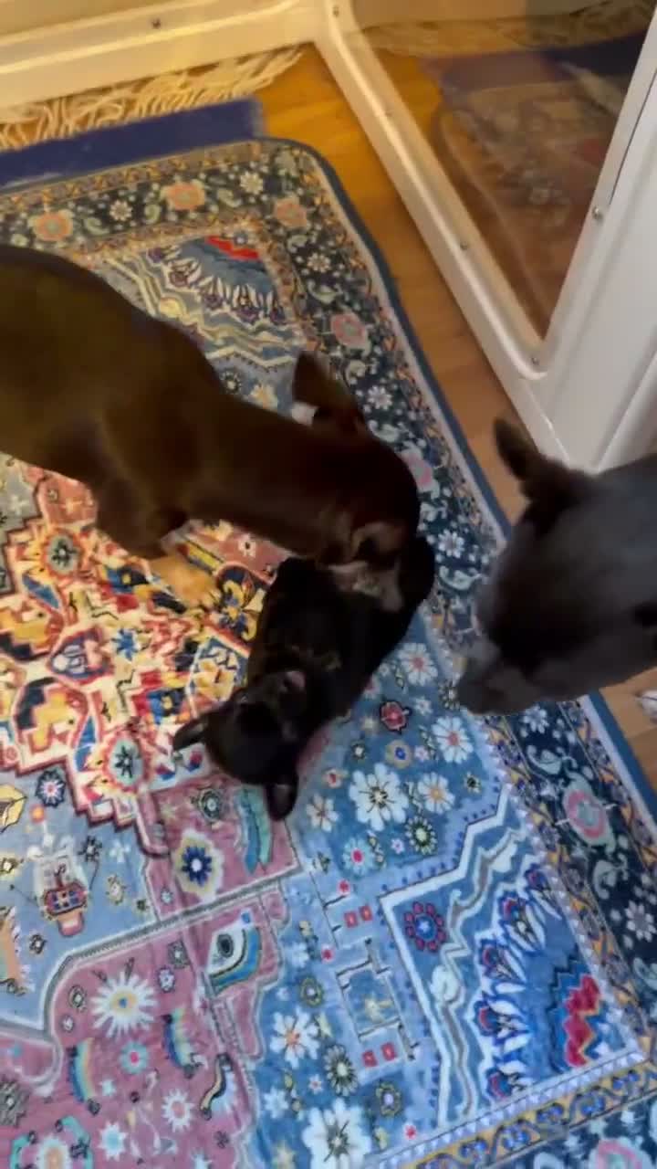 Chihuahua dogs for sale: Black grey rare chihuahua pups, healthy parents N1 - Video 2