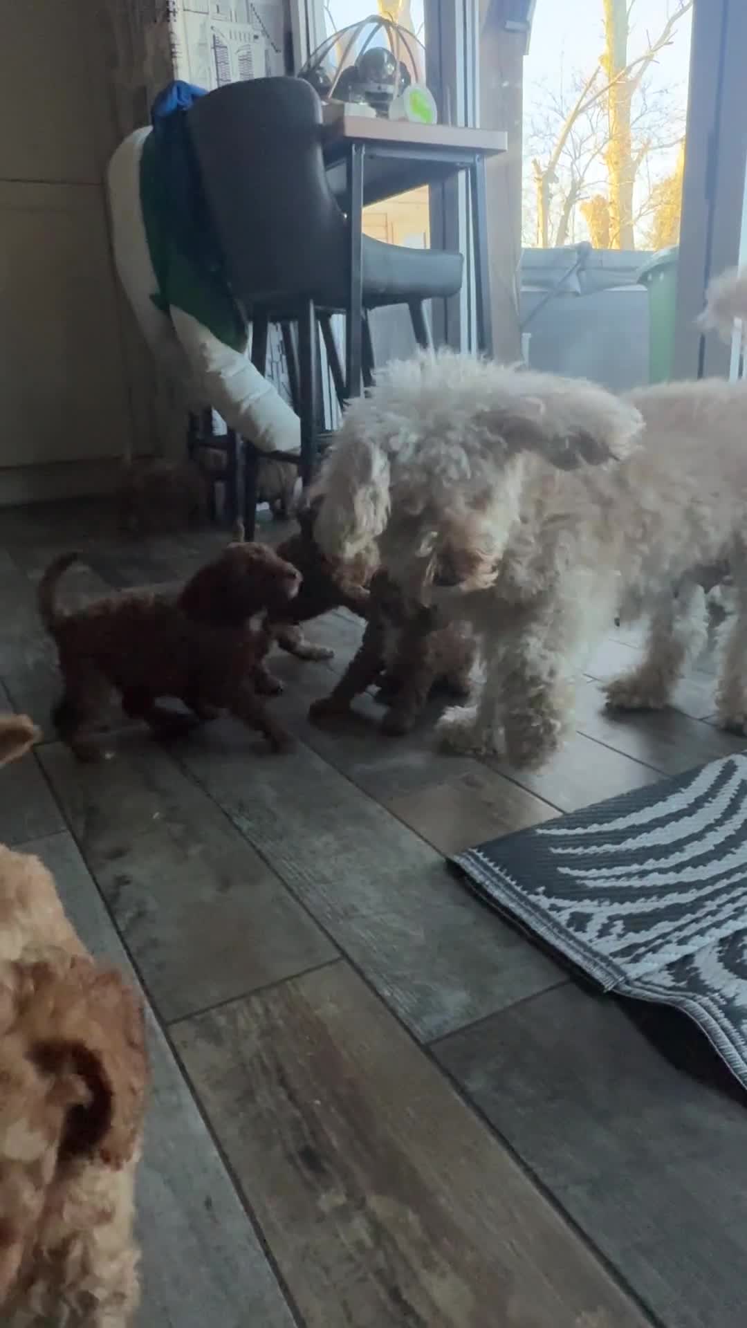 Cockapoo dogs for sale: Cockapoo puppies in Preston - Video 2