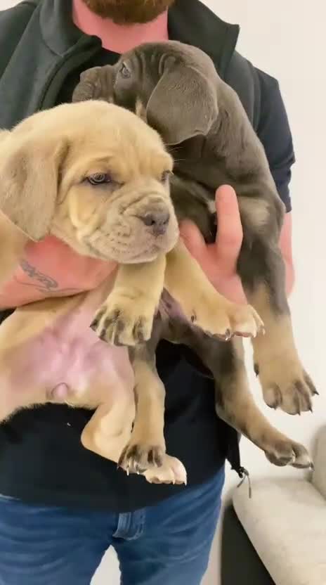 Mixed Breed dogs for sale: Puppies Ready to go!  - Video 1