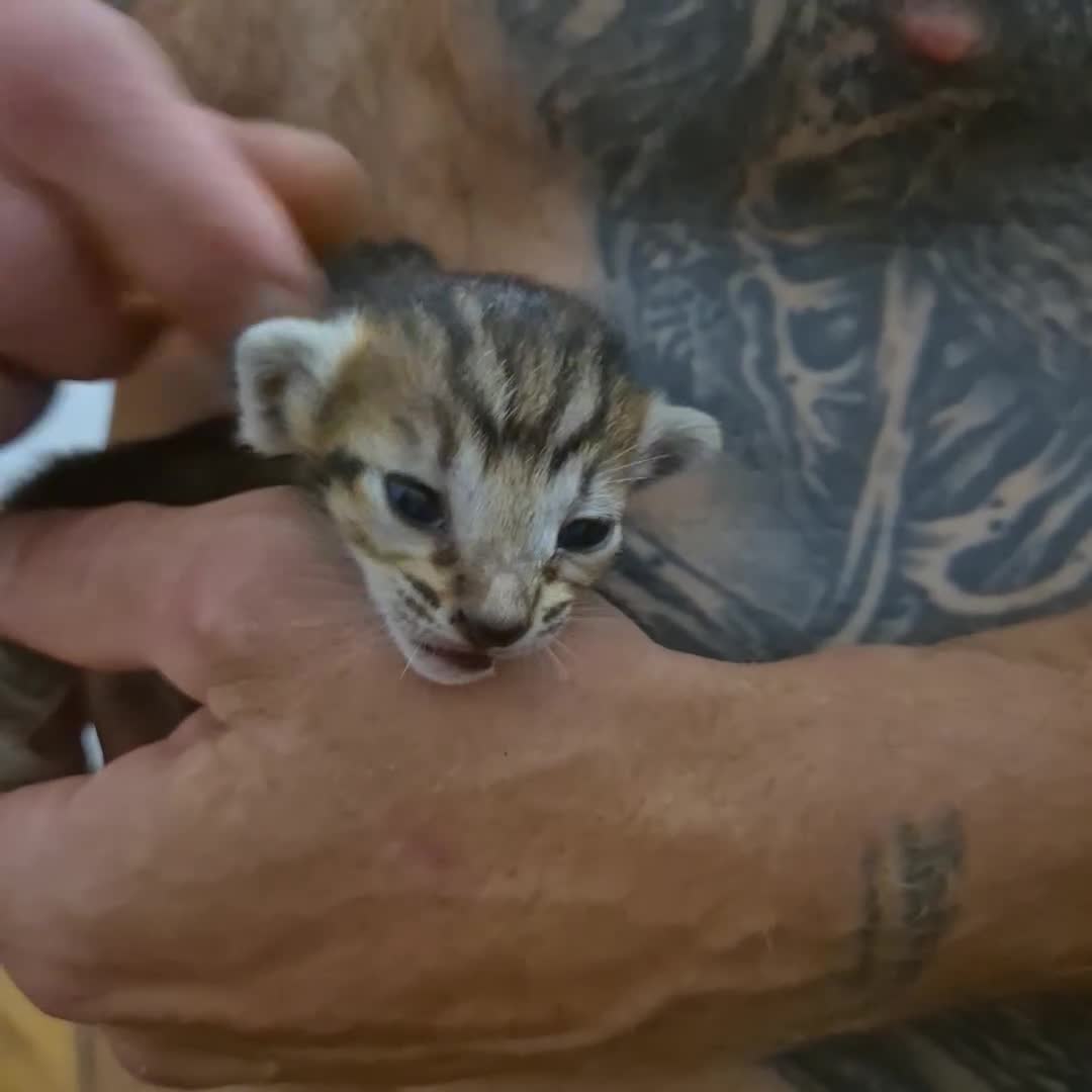 Oriental cats for sale: Oriental kittens  - Video 2