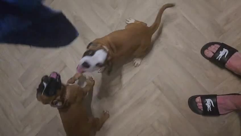 Boxer dogs for sale: Stunning kc reg boxer babies 2 girls remaining  - Video 1