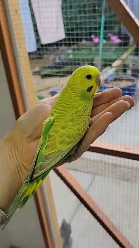 Budgerigars birds for sale: Budgies for sale - Video 1