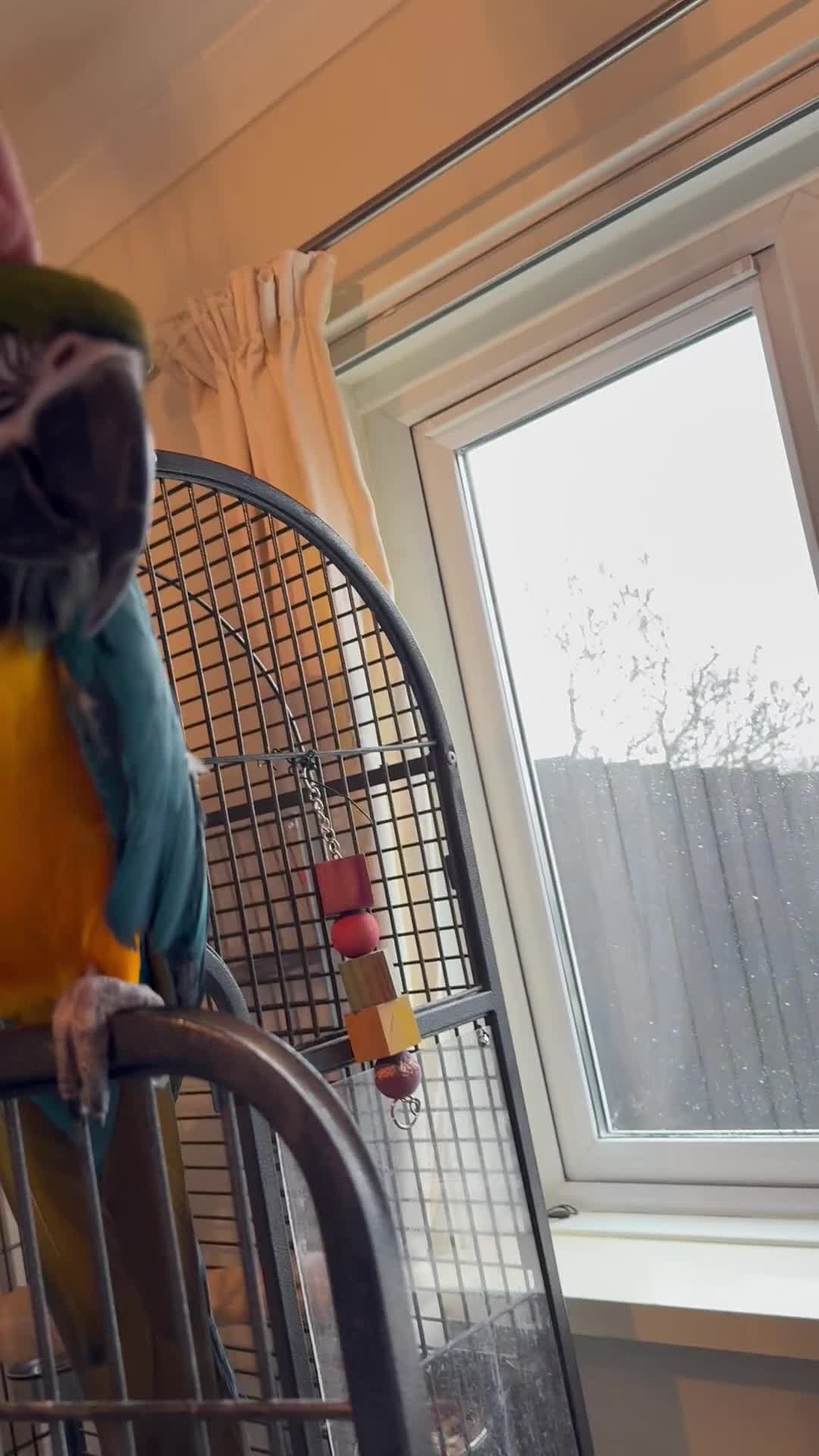 Macaws birds for sale: Macaw  - Video 1