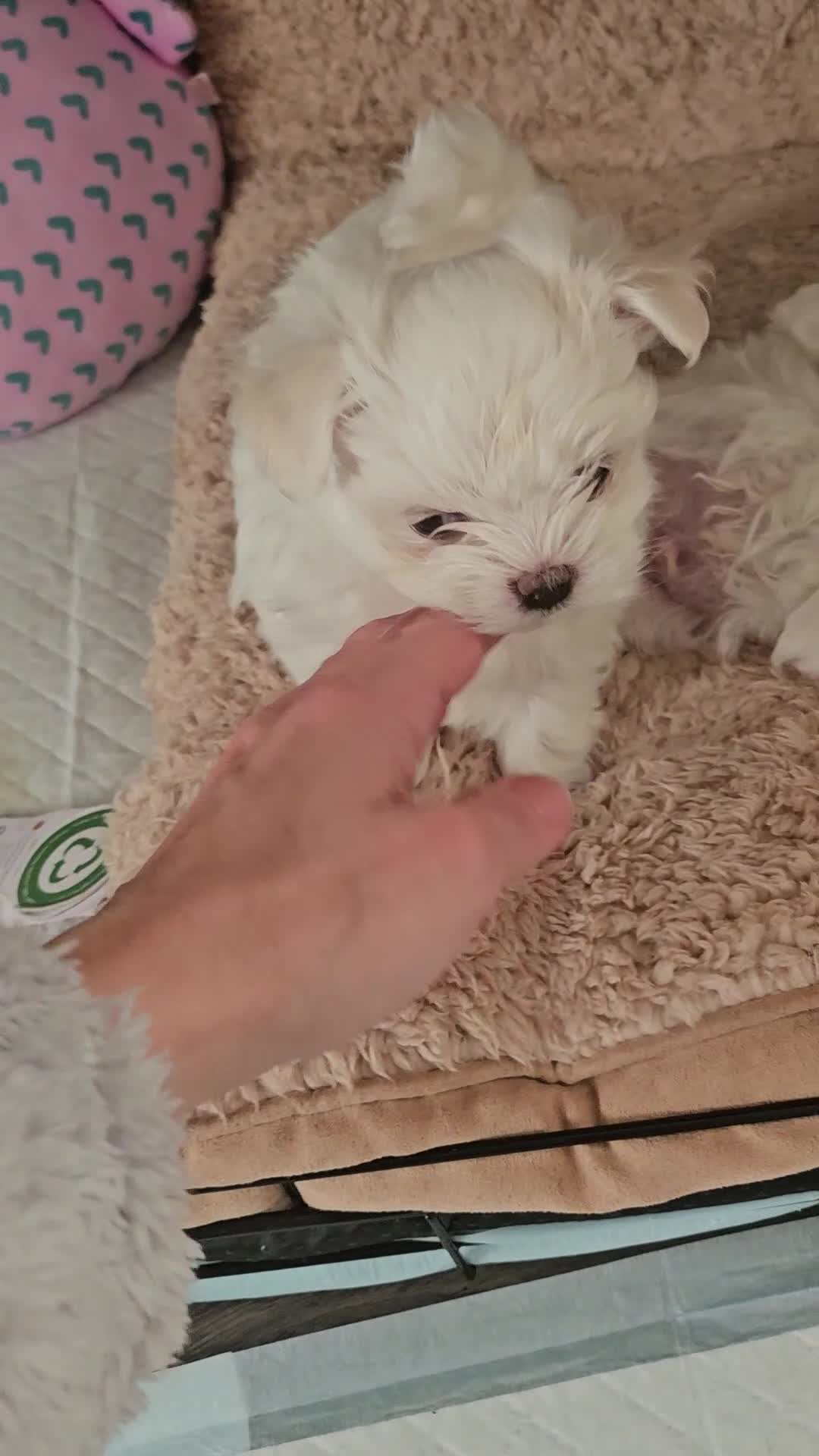 Maltese dogs for sale: Tiny korean - Video 1