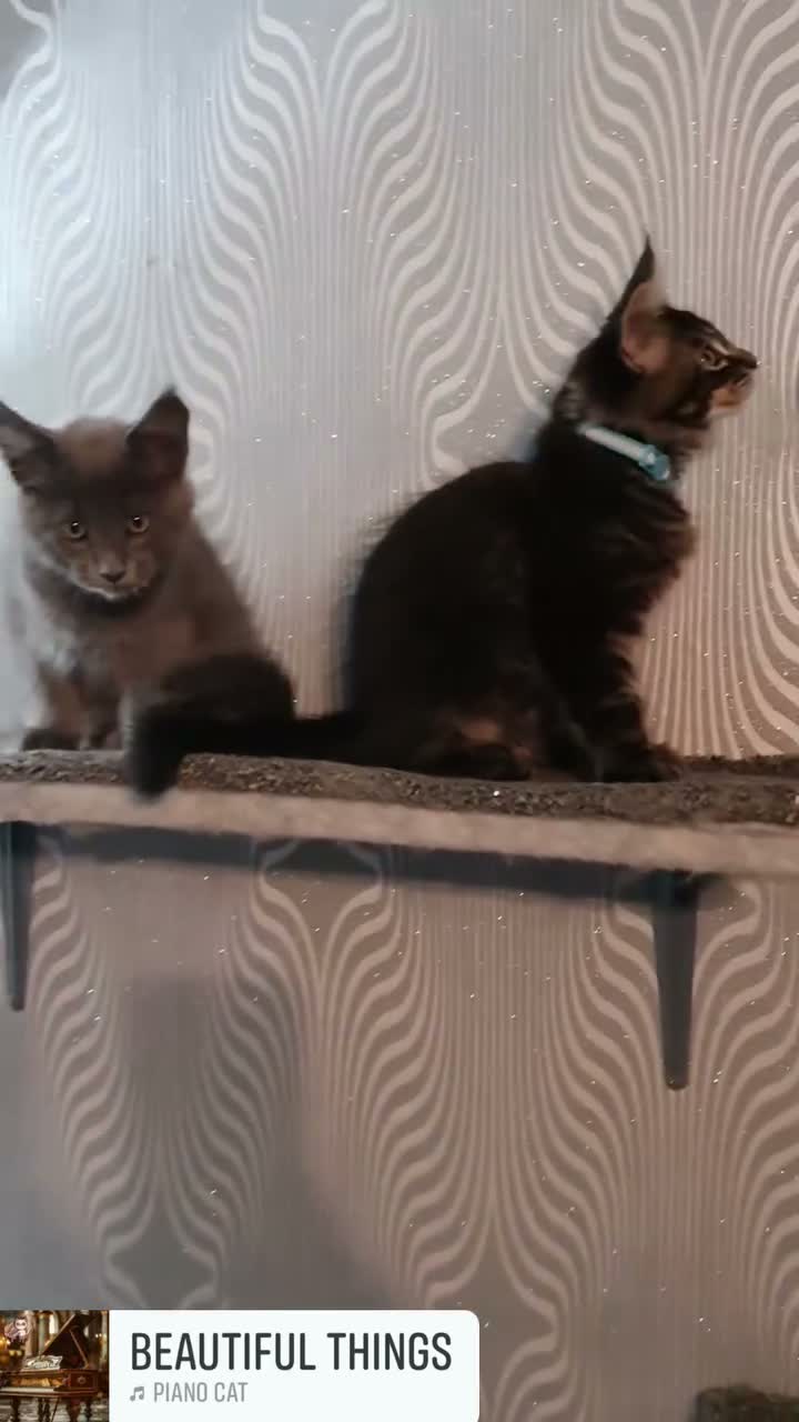 Maine Coon cats for sale: Tica registered DNA tested parents poly Maine Coon - Video 1