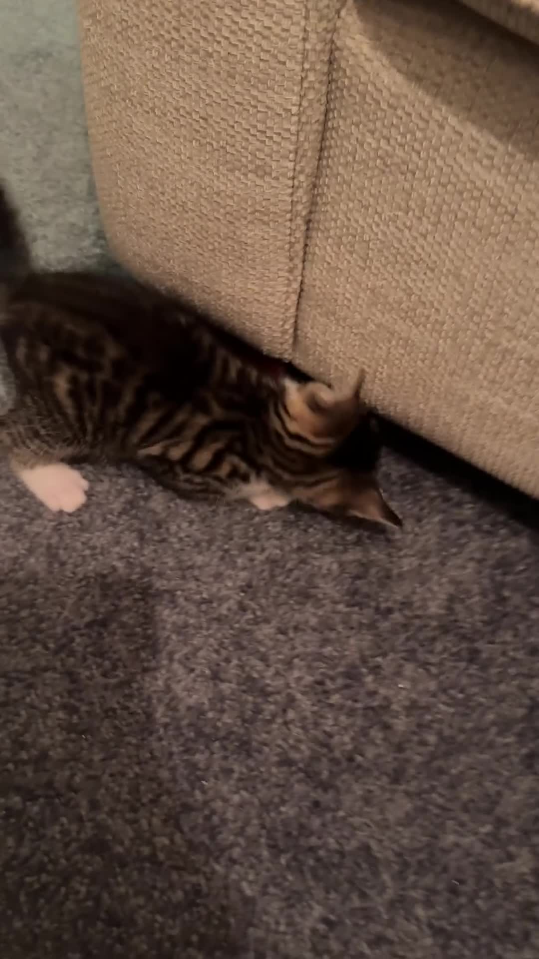 Mixed Breed cats for sale: Beautiful kittens ready 28th November  - Video 1