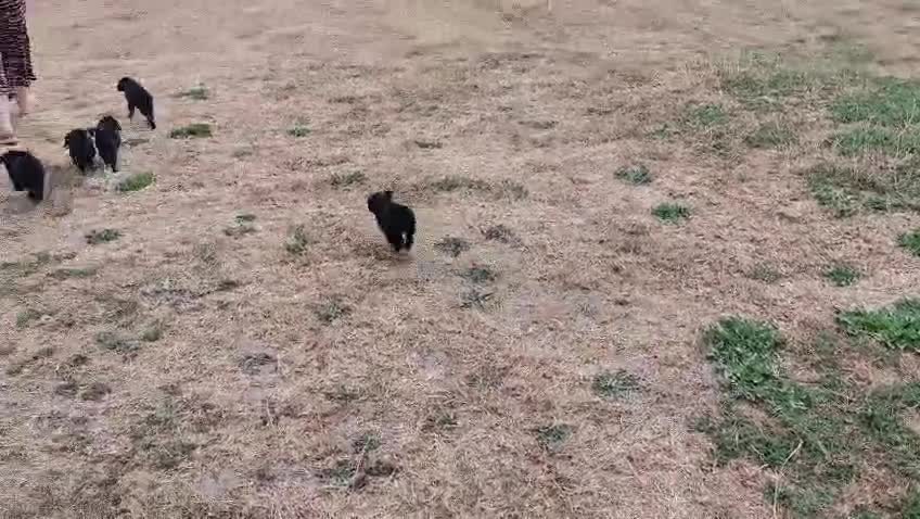 Bordoodle dogs for sale: Borderdoodle - Video 1