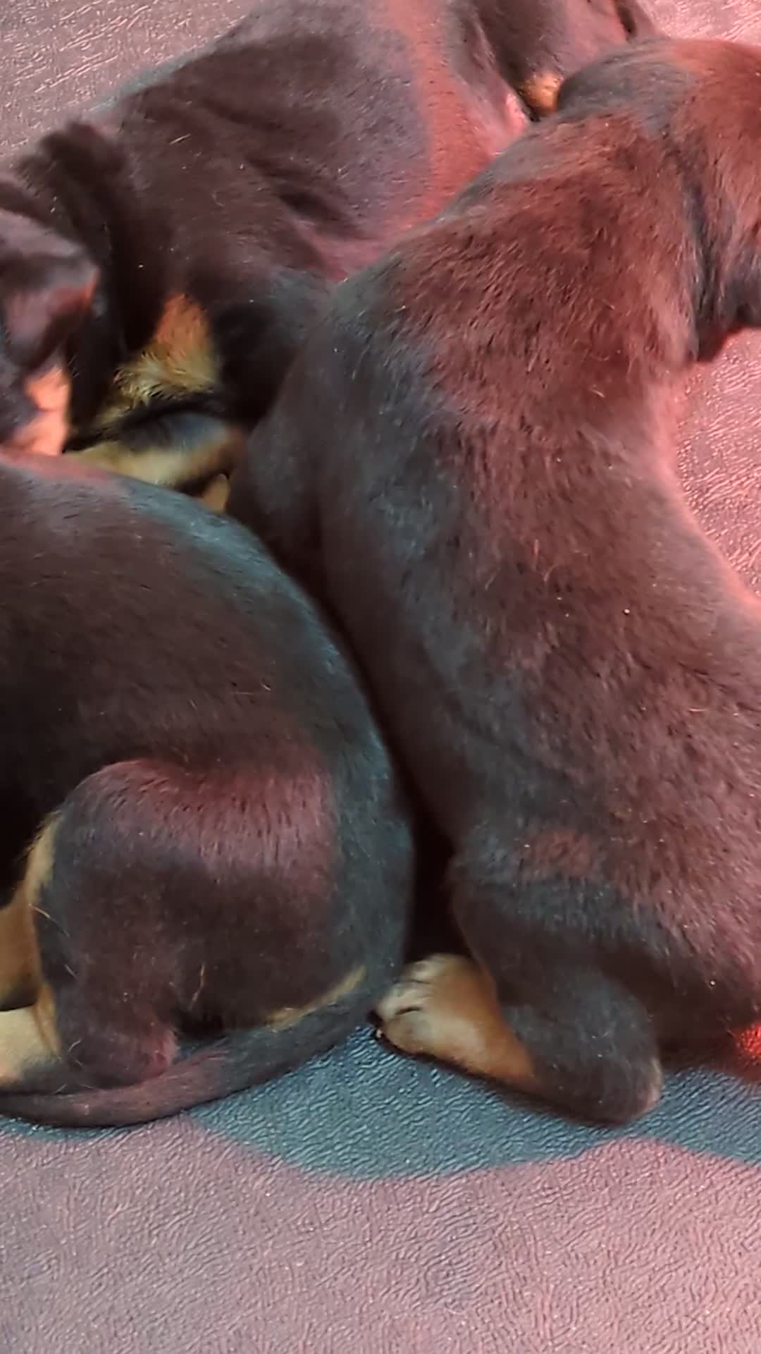 Mixed Breed dogs for sale: Working Australian Kelpie x Chinese Red Dog Pups - Video 1