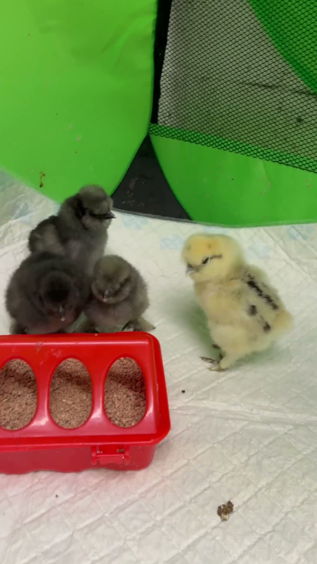 Chickens poultry for sale: USA silkie chicks PURE BRED  - Video 1