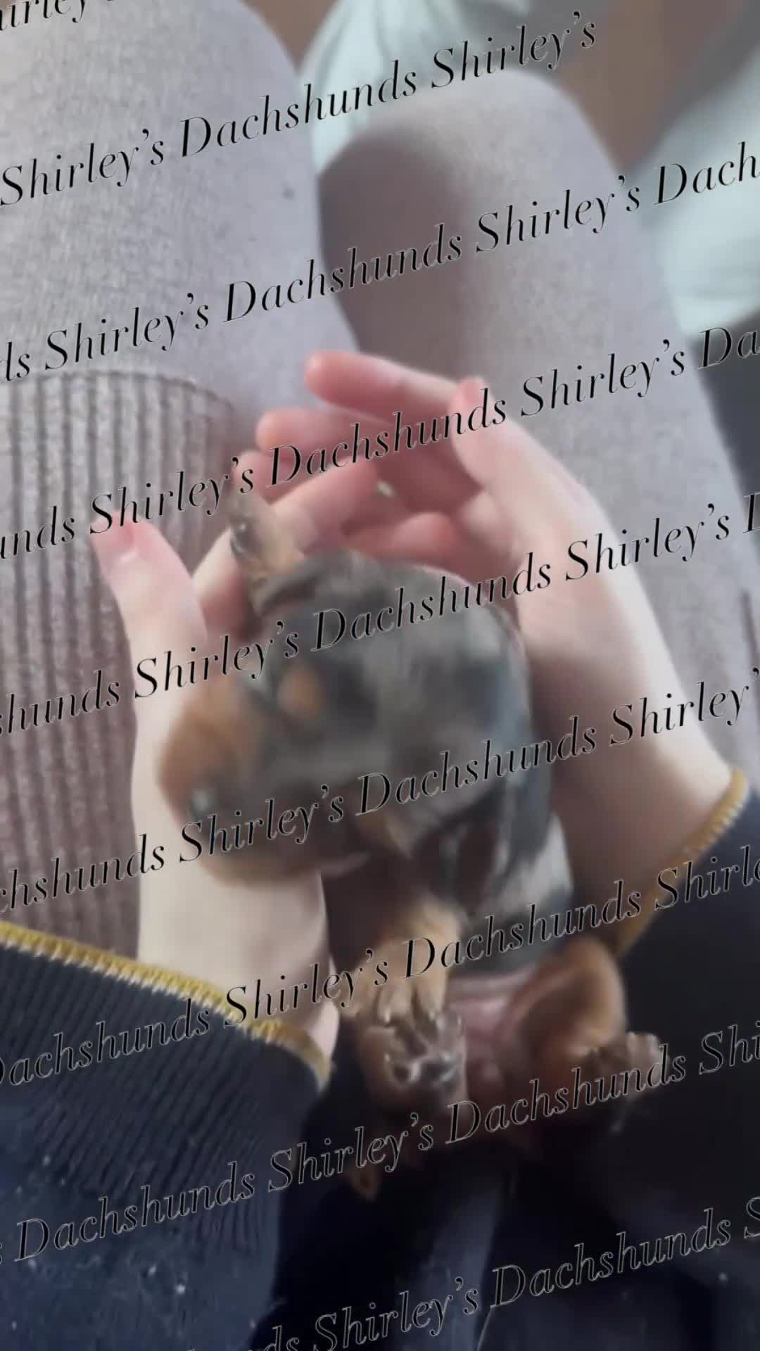 Miniature Dachshund dogs for sale: Longhaired Miniature Dachshunds KC Registered  - Video 3