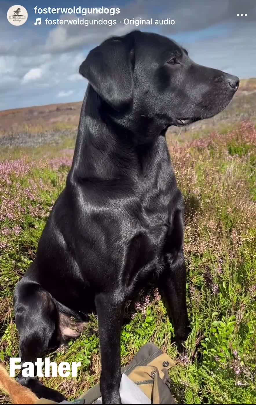 Labrador Retriever dogs for sale: 8 Outstanding KC Labrador Retriever Puppies - Video 2