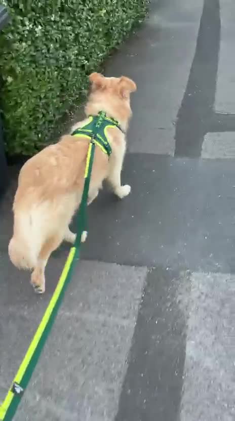 Mixed Breed dogs for adoption: Bubi! - Video 1