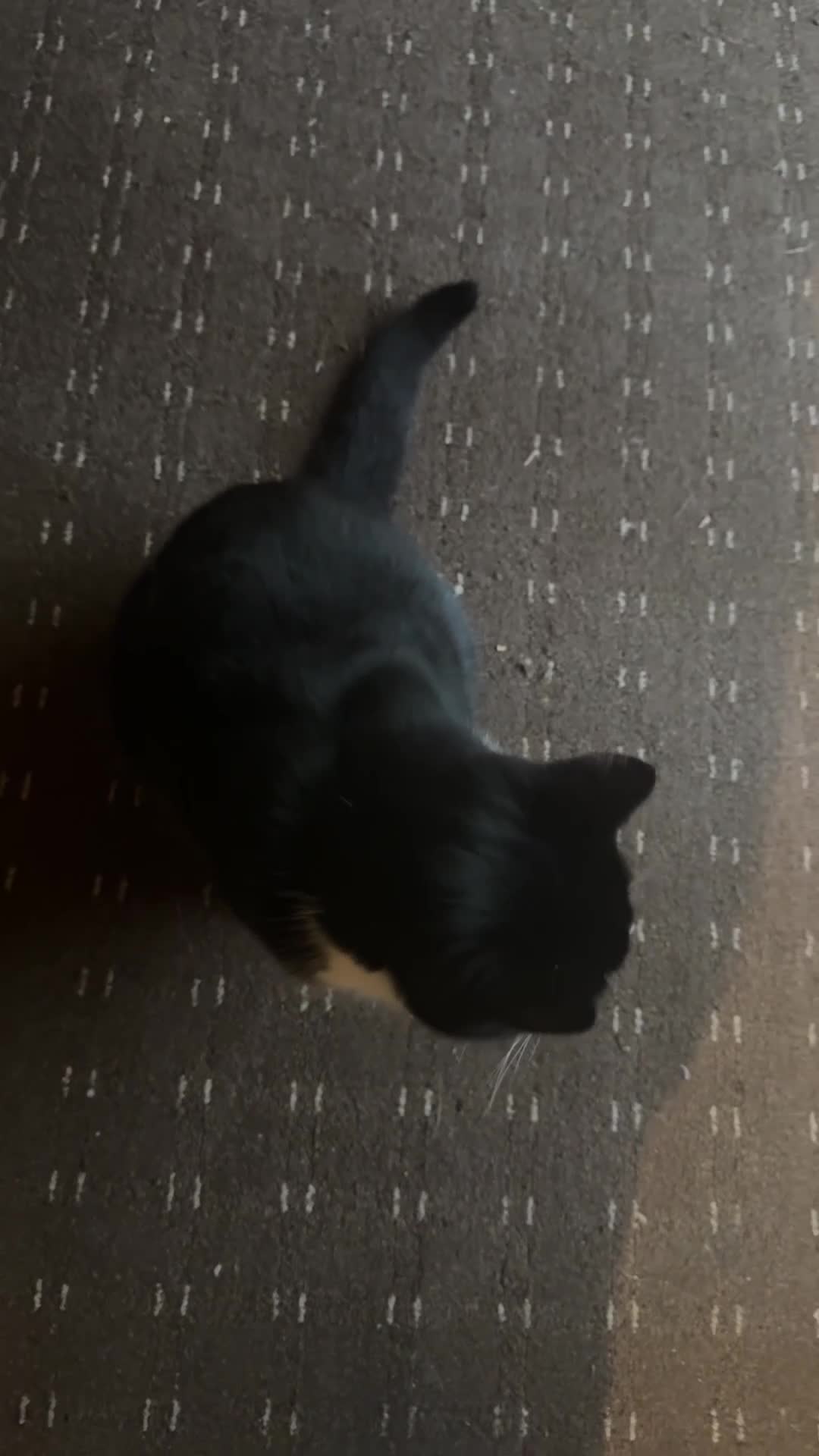 European cats for sale: 2 young cats looking for a home !!  - Video 1