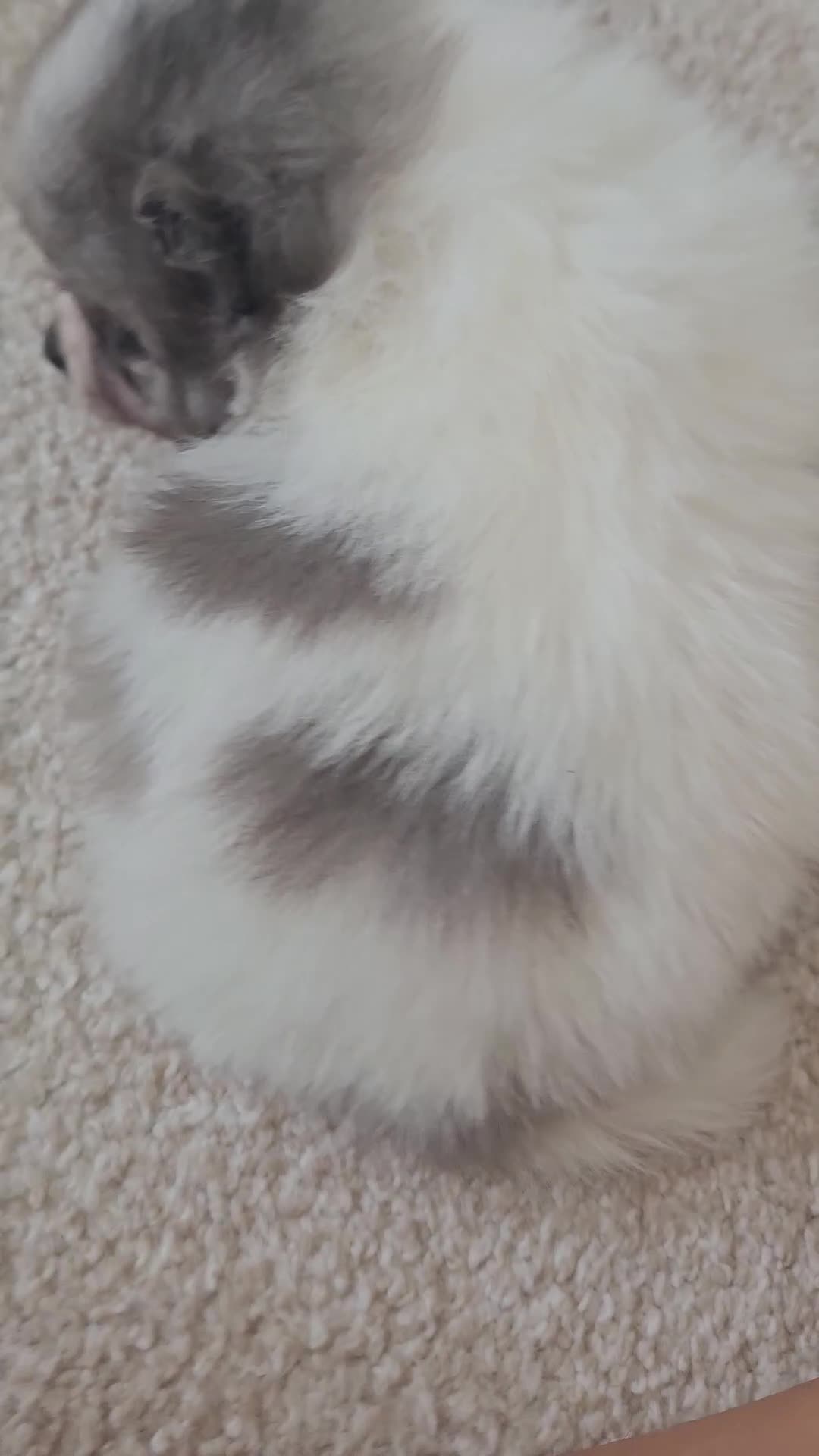 Pomeranian dogs for sale: Russian pomeranian  - Video 3