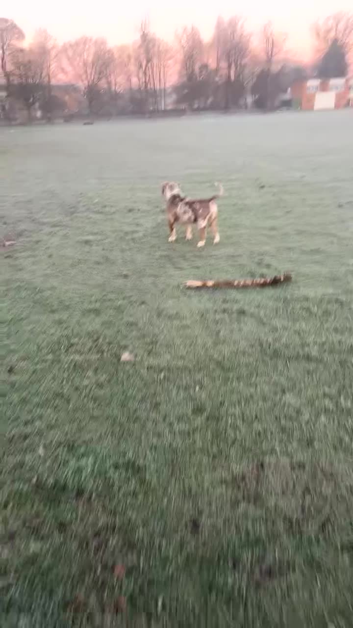 Mixed Breed dogs for sale: Beautiful bulldog /mastiff cross  - Video 3