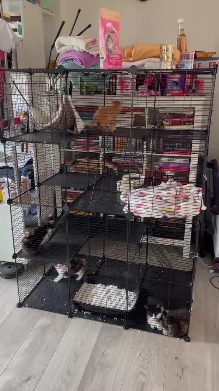 Mixed Breed cats for sale: Sweets without calories!! - Video 1