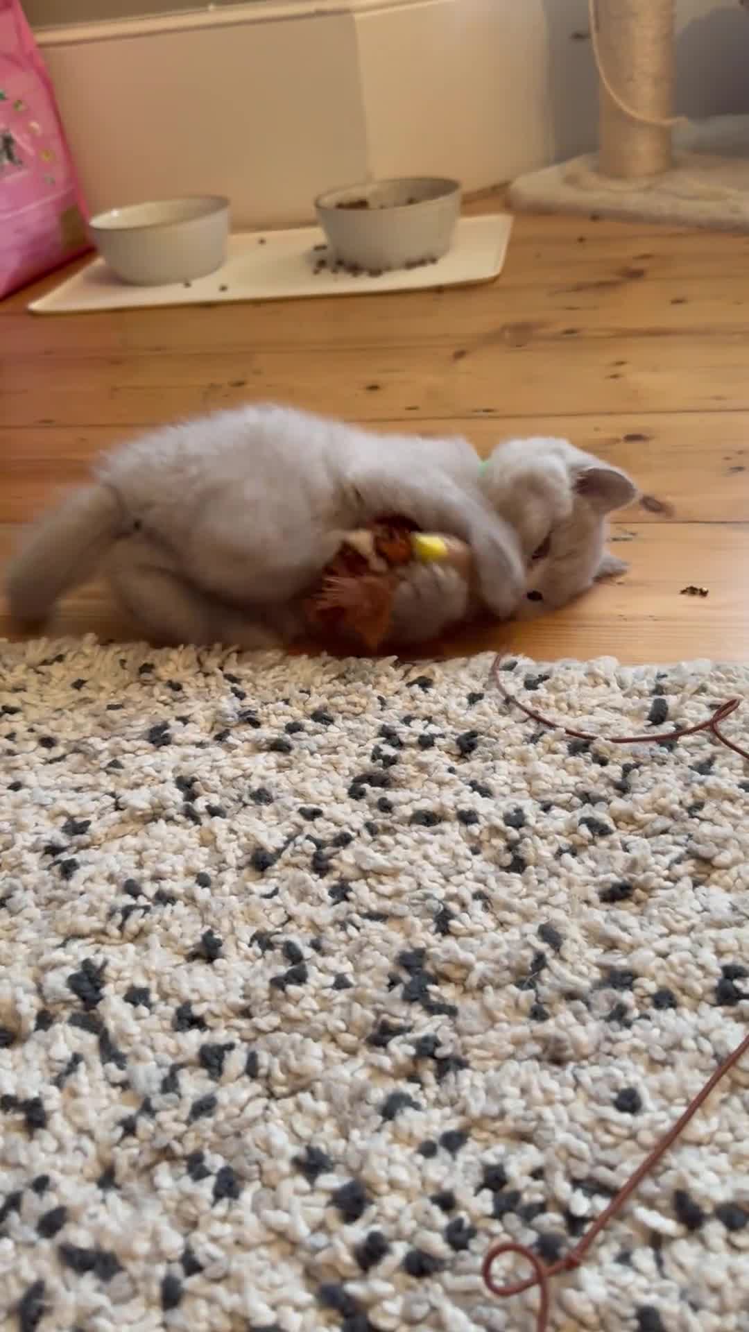 British Shorthair cats for sale: British shorthair female  kittens  - Video 1