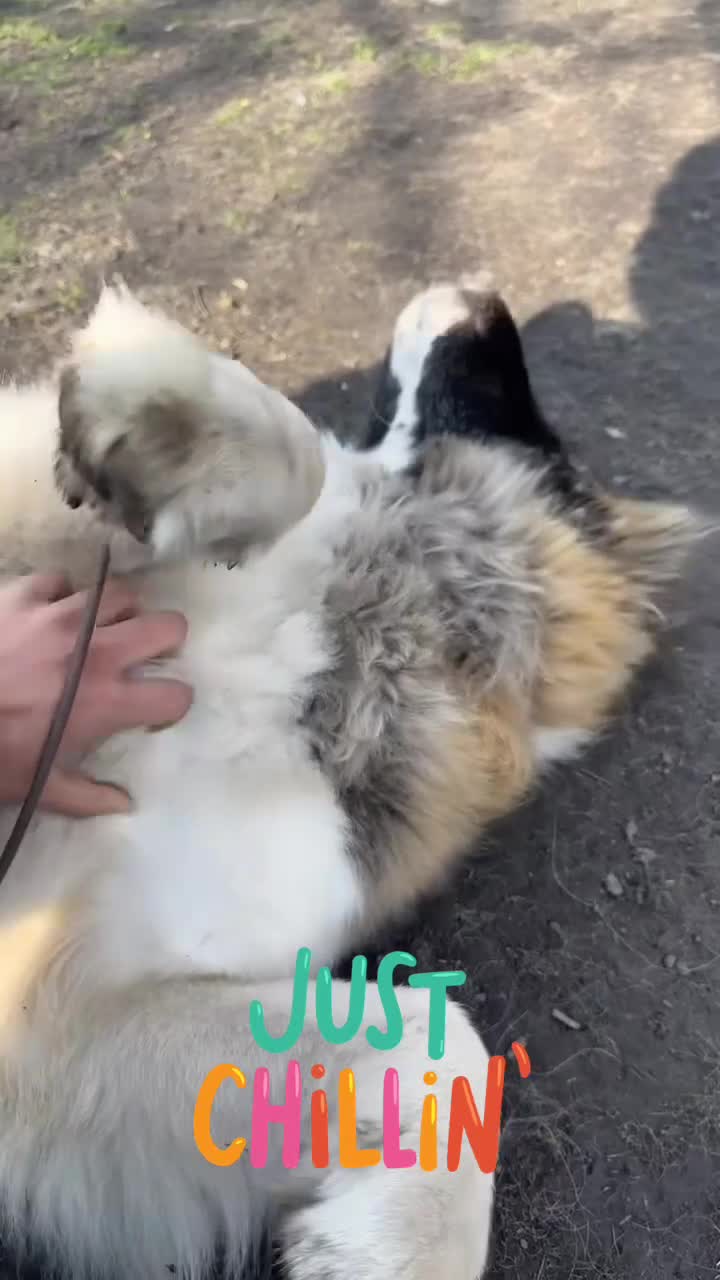 Mixed Breed dogs for sale: American Akita X 1/4 Gsd dog for sale - Video 1