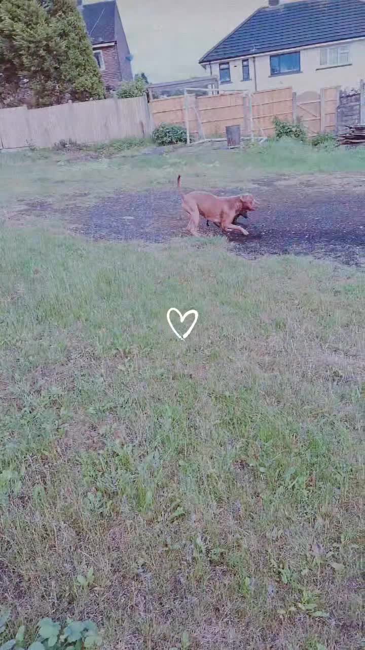Mixed Breed dogs for sale: Boss  - Video 1